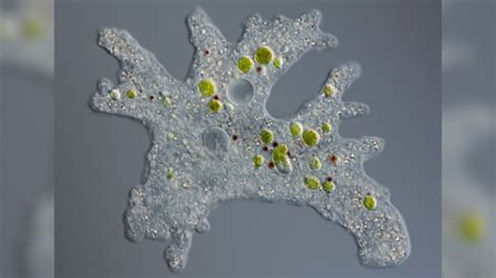 Where does an amoeba live?