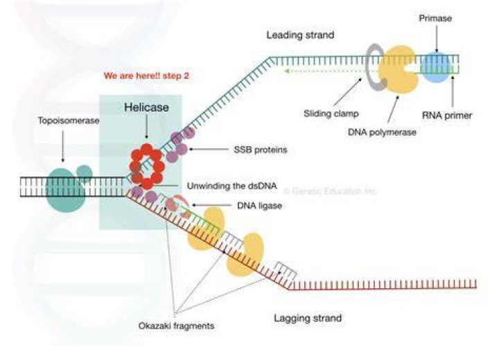 Where does dna unwinding begin?