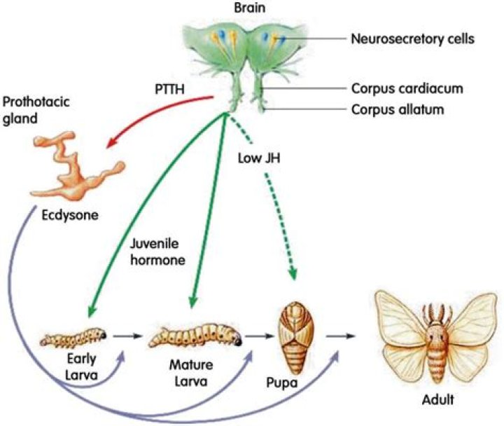 Where does ecdysis occur?