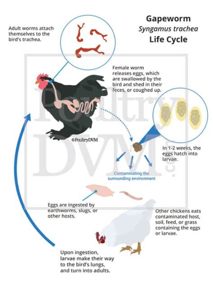 Where does gapeworm come from?