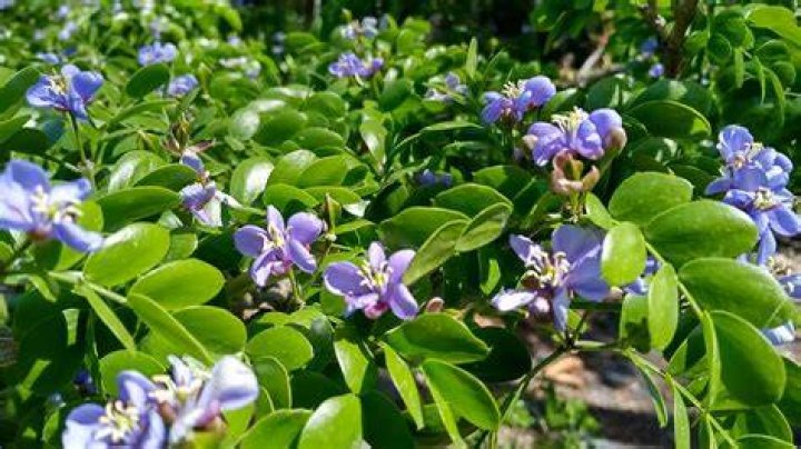 Where does lignum vitae grow?