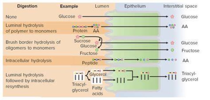 Where does macromolecule digestion occur?