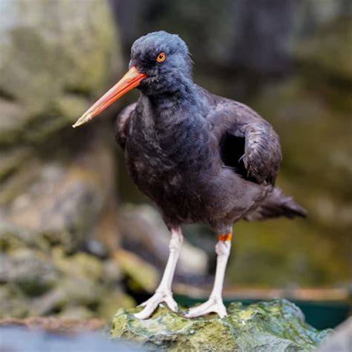 Where does the black oystercatcher live?
