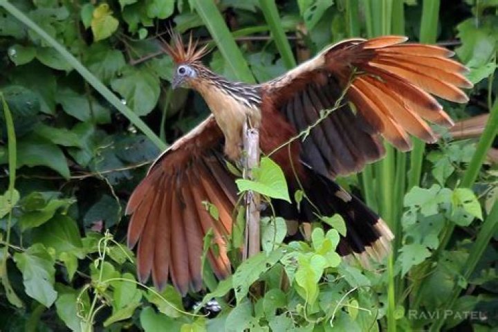 Where does the hoatzin bird live?