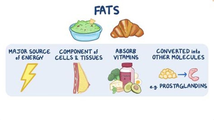 Where does the word fat come from?