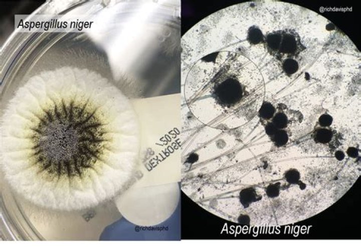 Where is aspergillus niger found?