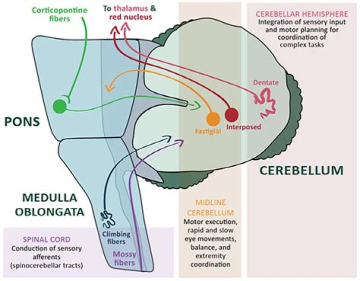 Where is ataxia most common?