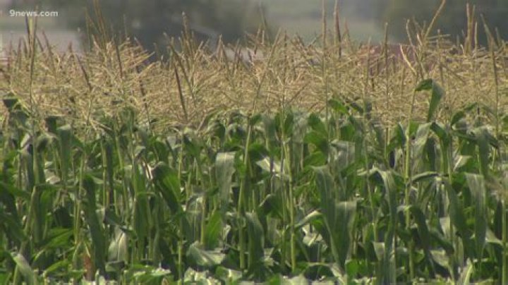 Where is olathe corn from?