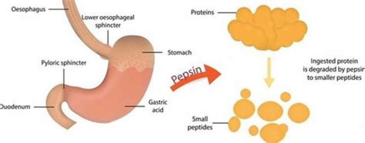 Where is pepsin found?