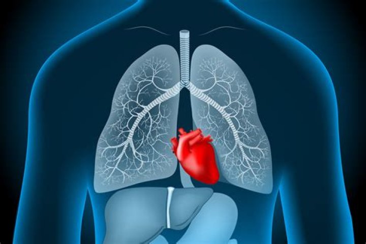 Where is the heart?