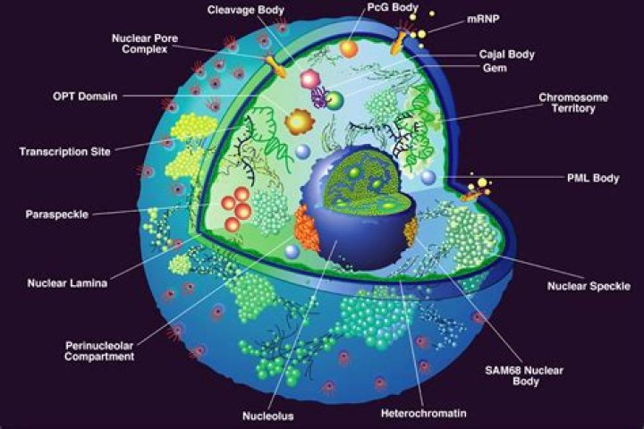 Where is the nucleus found?