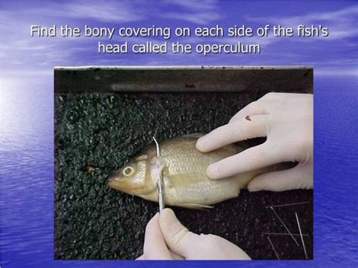 Where is the operculum on a fish?