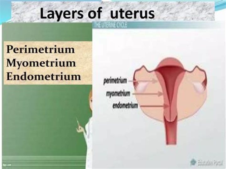 Where is the perimetrium located?