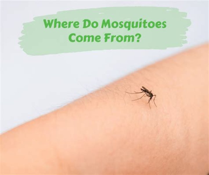 Where mosquitoes come from?