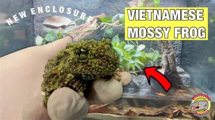 Where mossy frogs live?