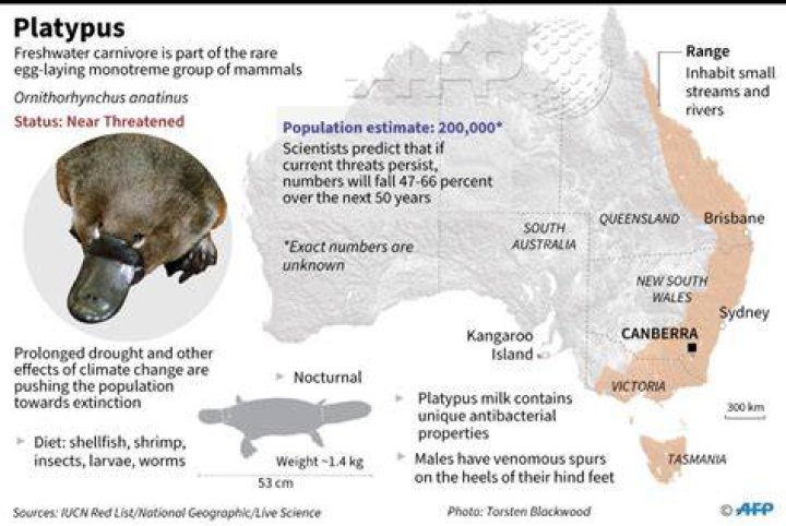 Where platypuses are found?