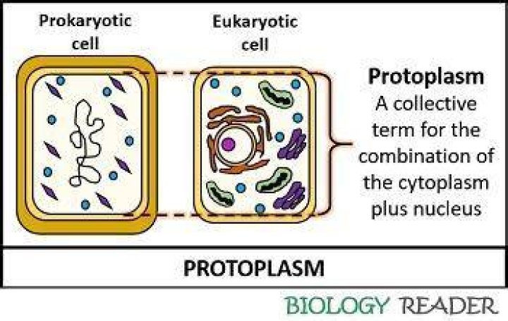 Where protoplasm is found?