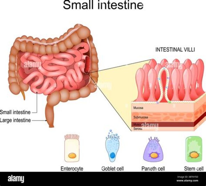 Where small intestine is located?