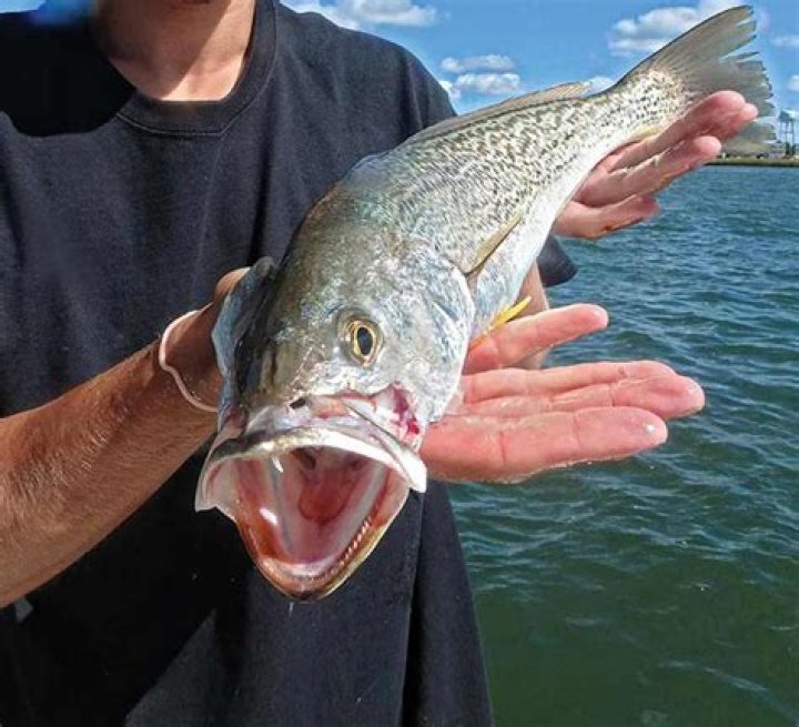 Where to catch weakfish in nj?