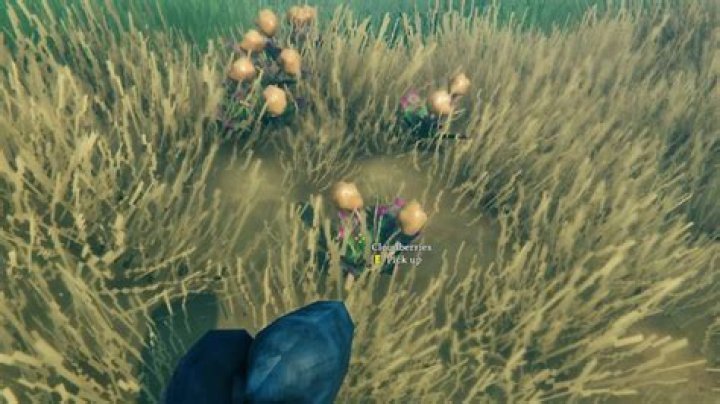Where to get cloudberries valheim?