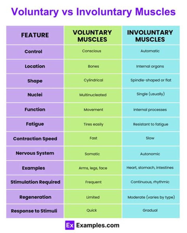 Which are involuntary muscles?