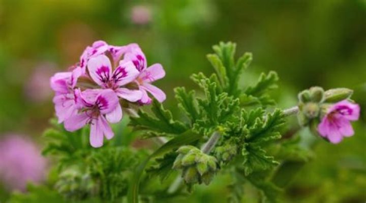 Which are the best scented geraniums?