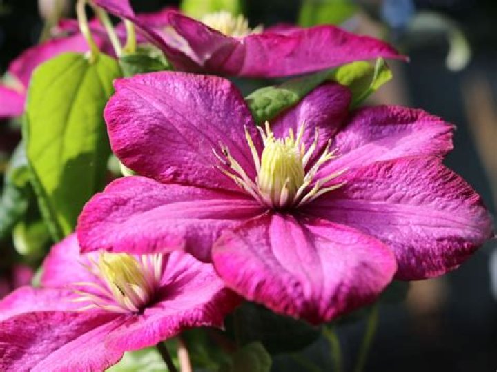 Which clematis blooms all summer?