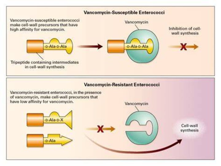 Which enterococcus is resistant to vancomycin?