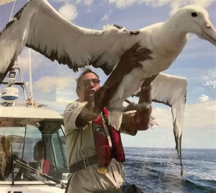 Which is the biggest albatross?