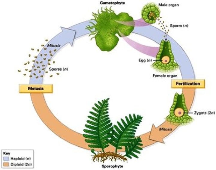 Which is the dominant phase in pteridophytes?