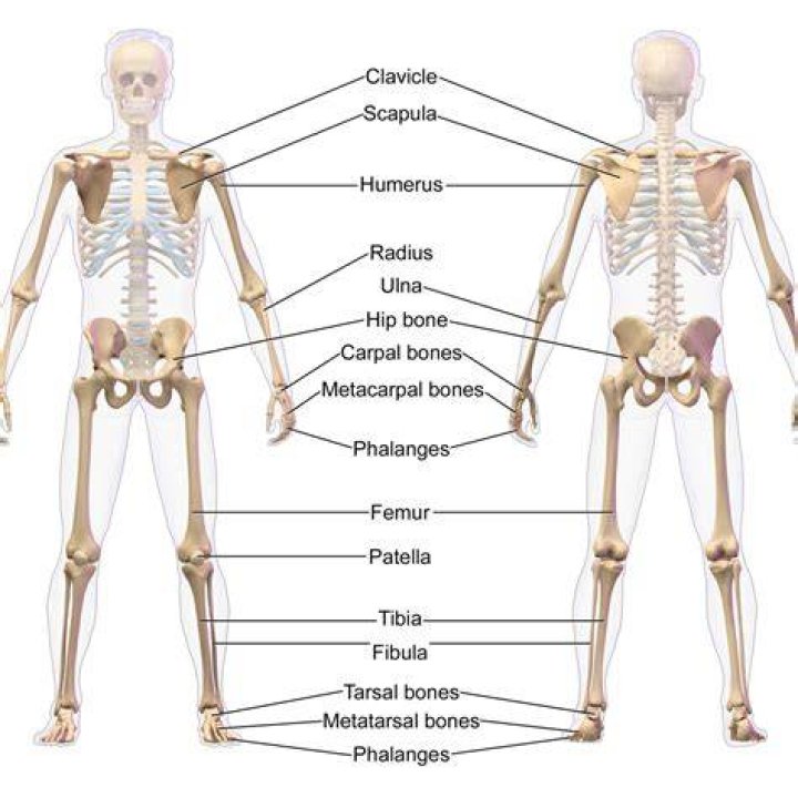 Which part of appendicular skeleton?