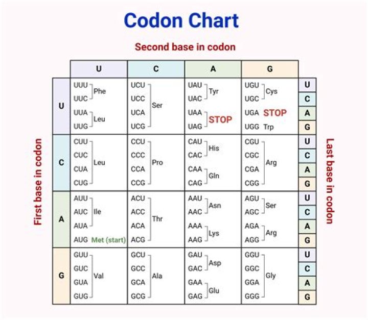 Which rna has codons?