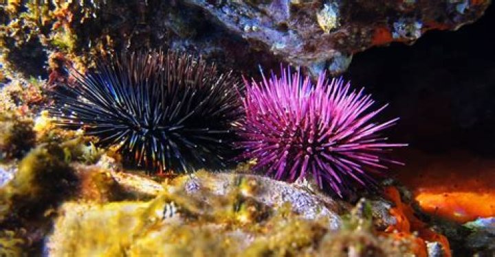 Which sea urchins are dangerous?