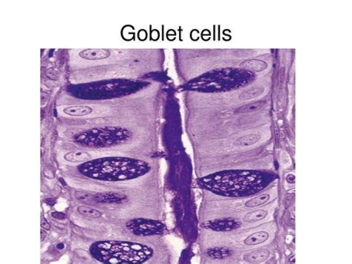 Which tissue contains goblet cells?
