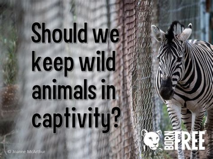 Why are animals in captivity?