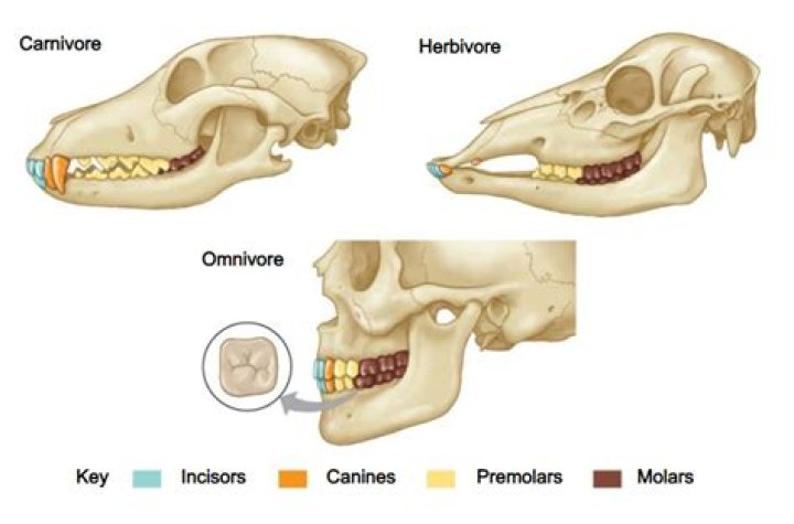 Why are carnivores teeth well spaced?