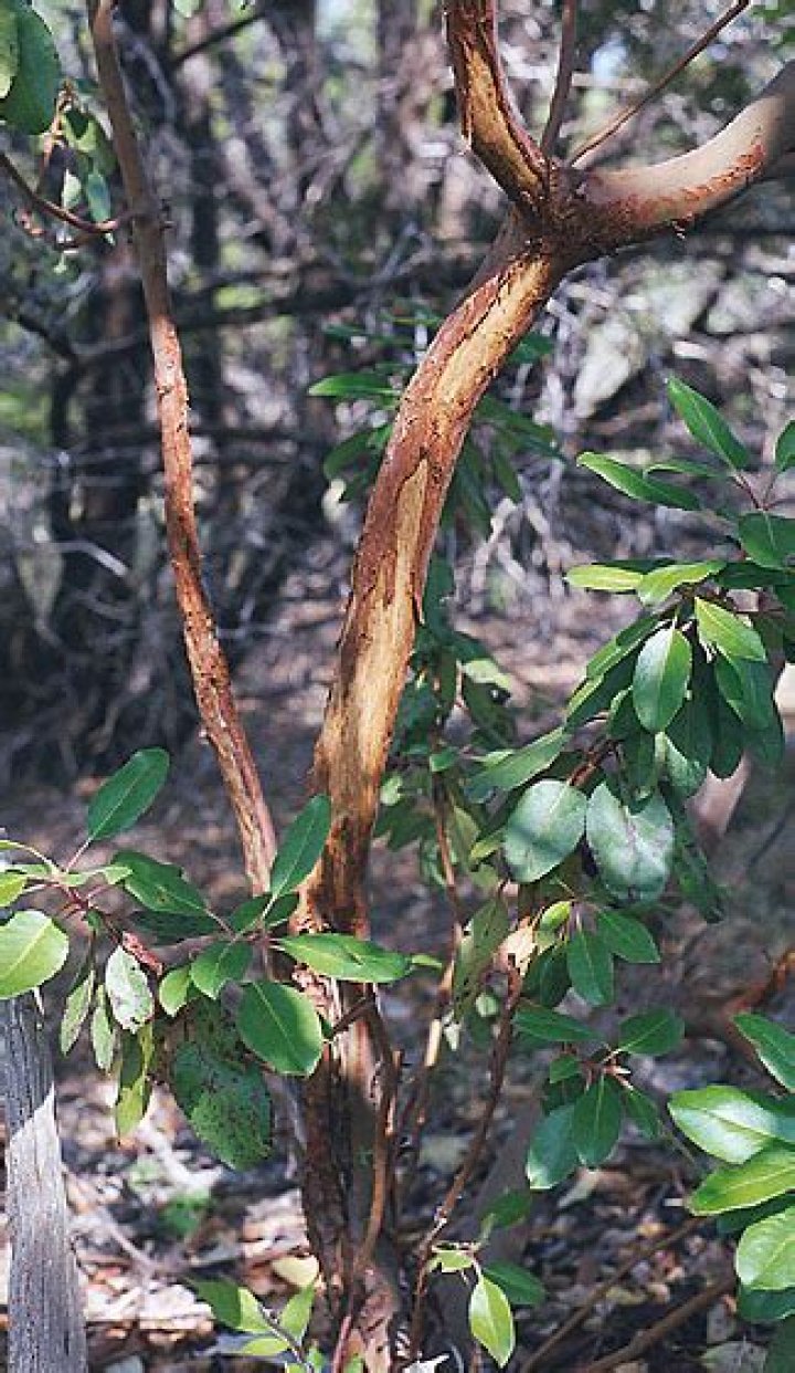 Why are my madrones dying?