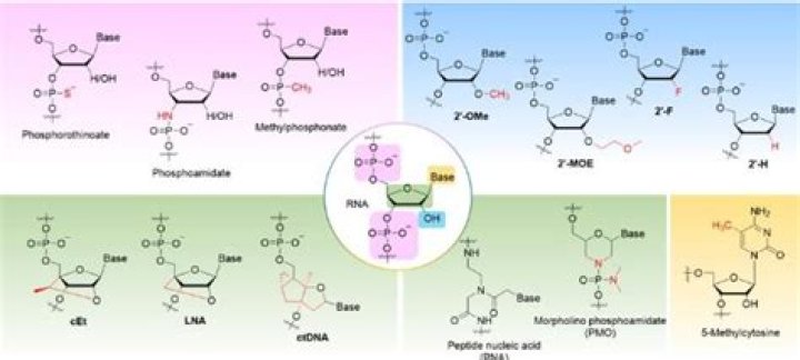 Why are oligonucleotides important?