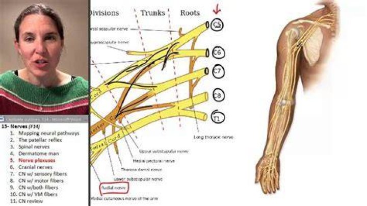Why are plexuses important?