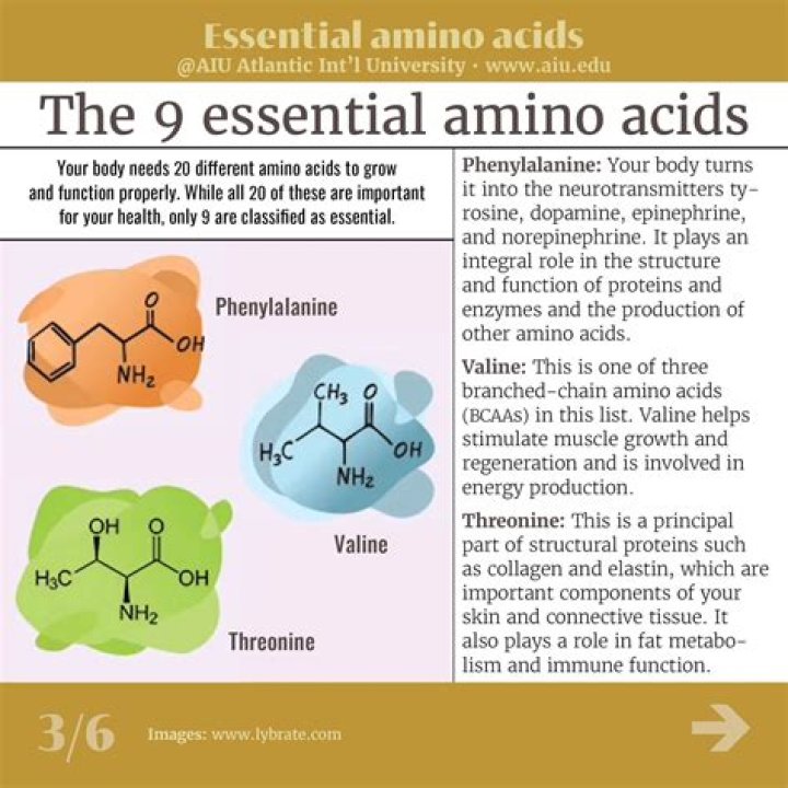 Why are some amino acids essential?