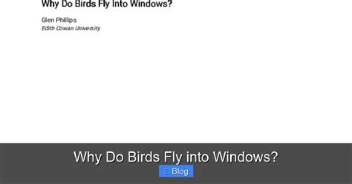 Why do birds constantly fly into windows?