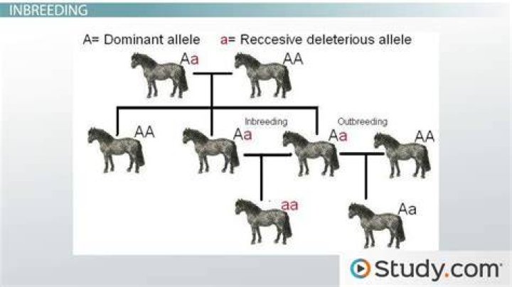 Why do inbreds have deformities?