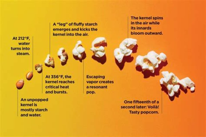 Why do popcorn kernels pop?