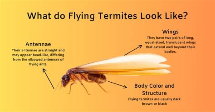 Why do you get termites?