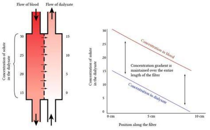 Why does countercurrent flow within the dialyzer?