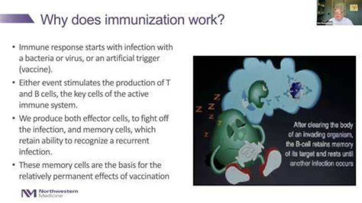 Why does immunization work?