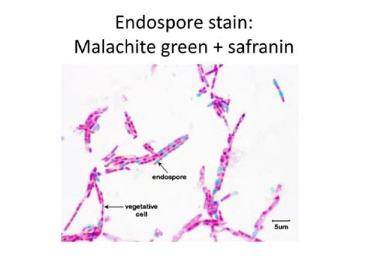 Why does malachite green stain endospores?