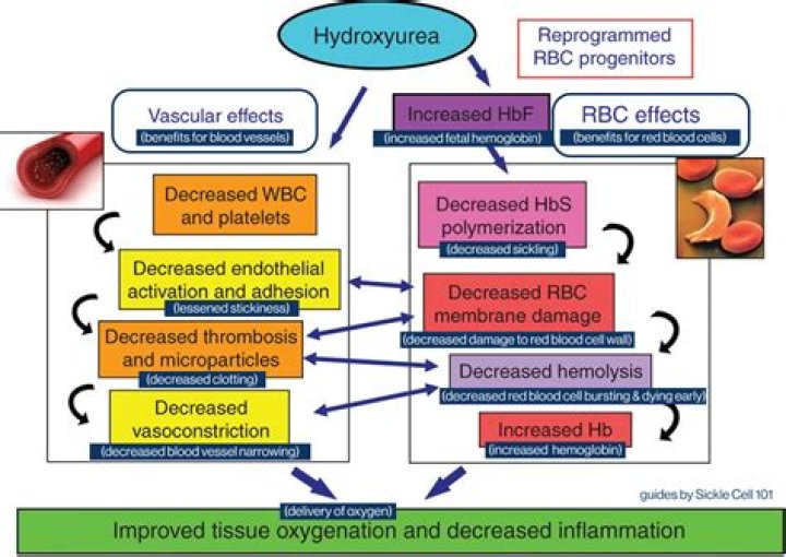 Why hydroxyurea for sickle cell?