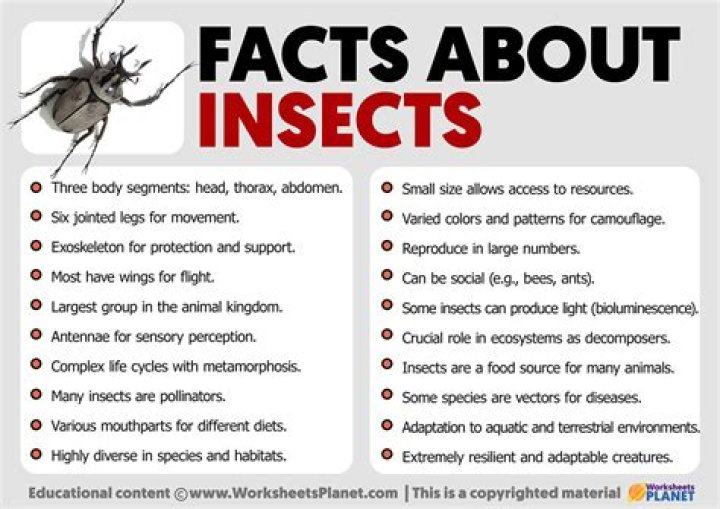 Why is insects important?