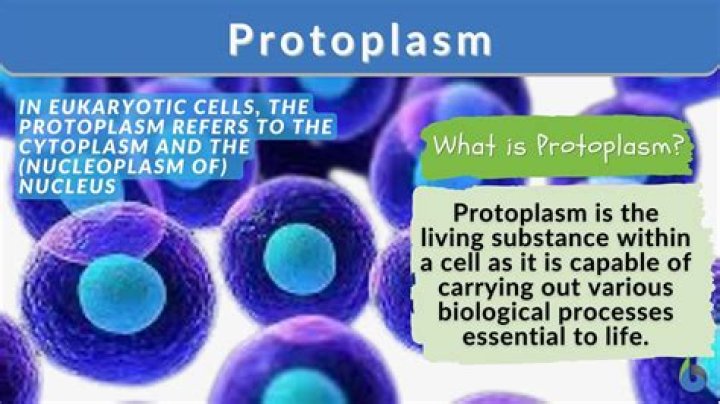 Why is it called a protoplasm?